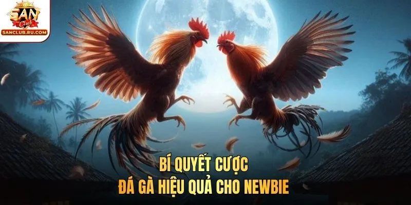 Bí quyết cược đá gà hiệu quả cho newbie
